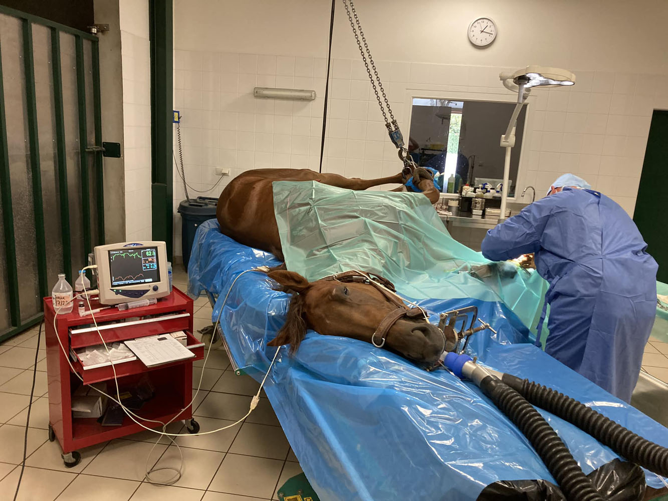 Clinique Equine de Sers - Gastroscopie